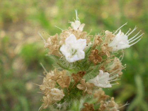 Echium italicum