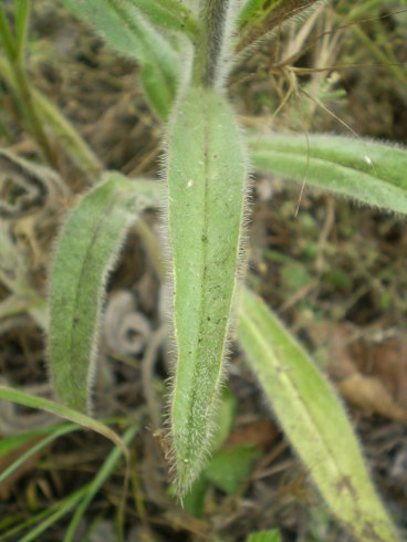Echium italicum
