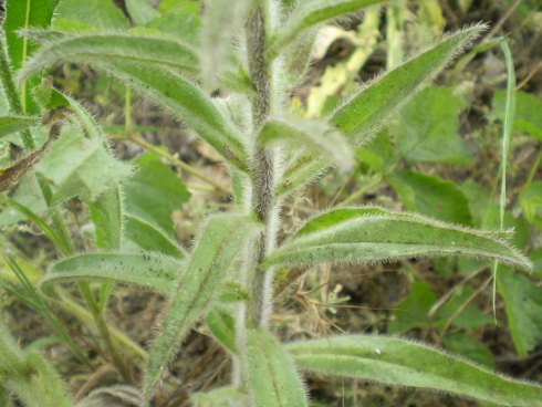 Echium italicum