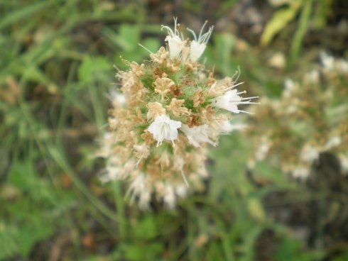 Echium italicum
