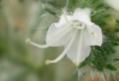 Echium italicum
