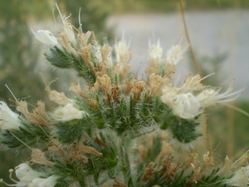 Echium italicum