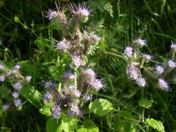 Phacelia tanacetifolia / Facelia con foglie di tanaceto