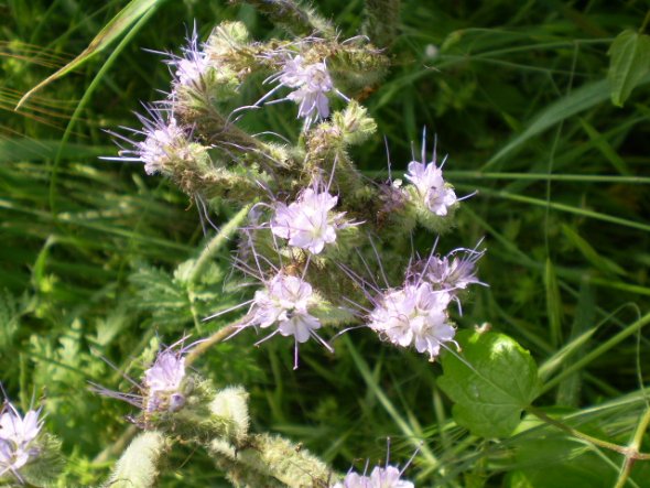Phacelia tanacetifolia / Facelia con foglie di tanaceto