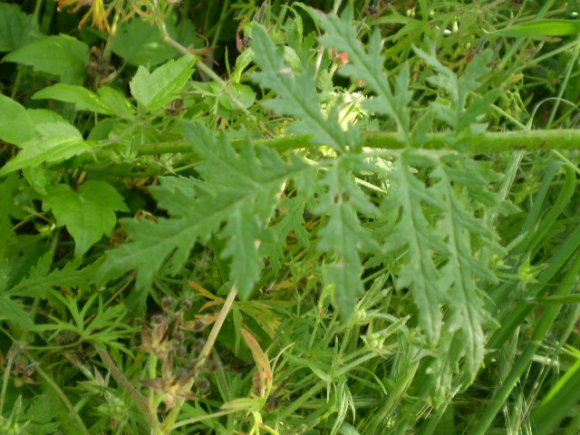 Phacelia tanacetifolia / Facelia con foglie di tanaceto