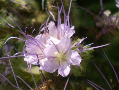 Phacelia tanacetifolia / Facelia con foglie di tanaceto