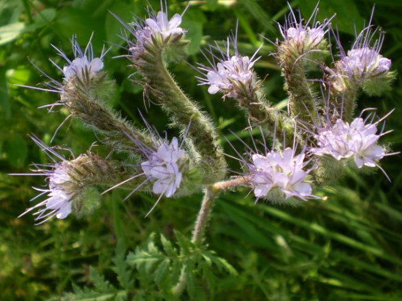 Phacelia tanacetifolia / Facelia con foglie di tanaceto