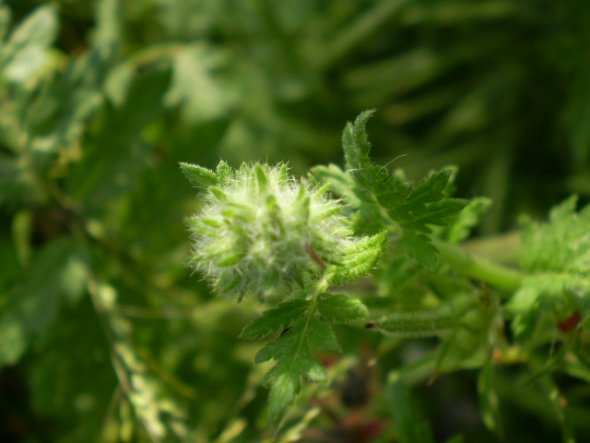 Phacelia tanacetifolia / Facelia con foglie di tanaceto