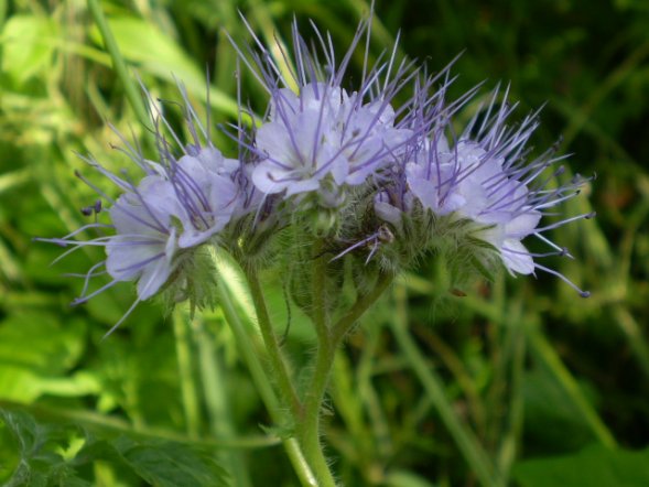 Phacelia tanacetifolia / Facelia con foglie di tanaceto