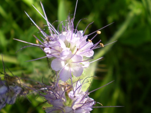 Phacelia tanacetifolia / Facelia con foglie di tanaceto