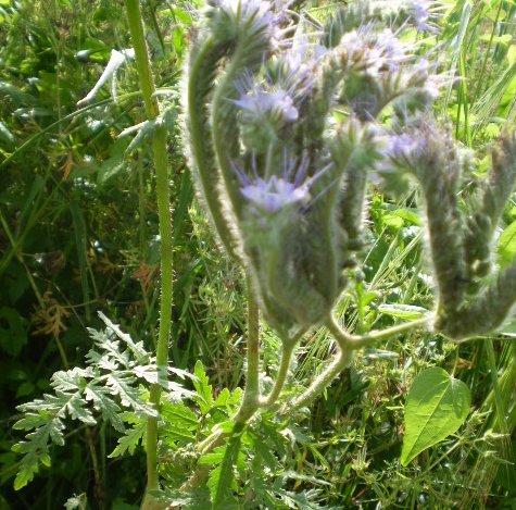 Phacelia tanacetifolia / Facelia con foglie di tanaceto