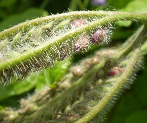 Phacelia tanacetifolia / Facelia con foglie di tanaceto
