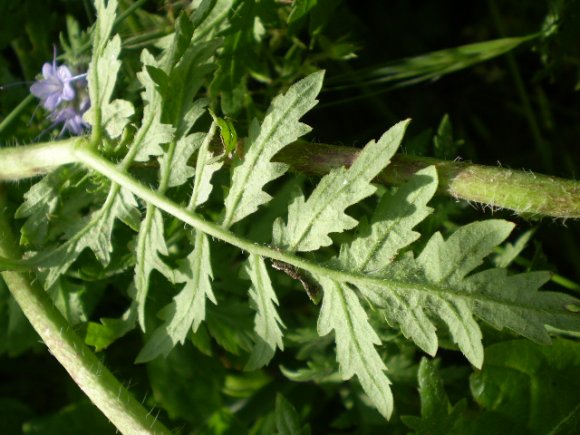 Phacelia tanacetifolia / Facelia con foglie di tanaceto