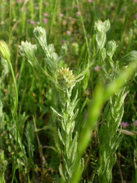 Filago pyramidata / Bambagia spatolata