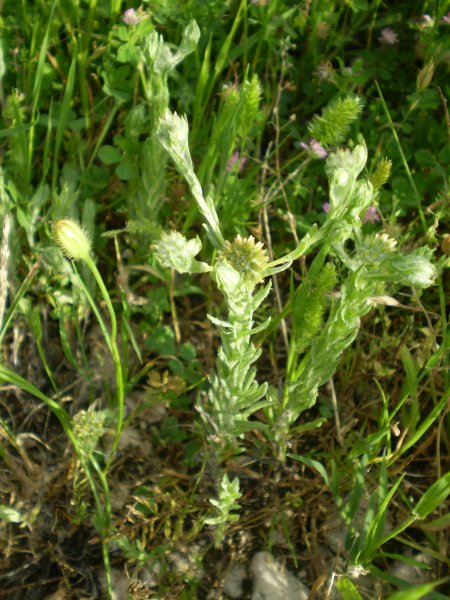 Filago pyramidata / Bambagia spatolata