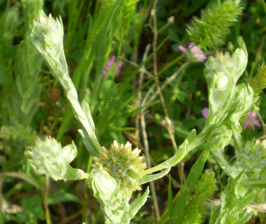 Filago pyramidata / Bambagia spatolata