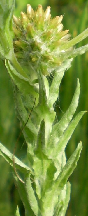 Filago pyramidata / Bambagia spatolata