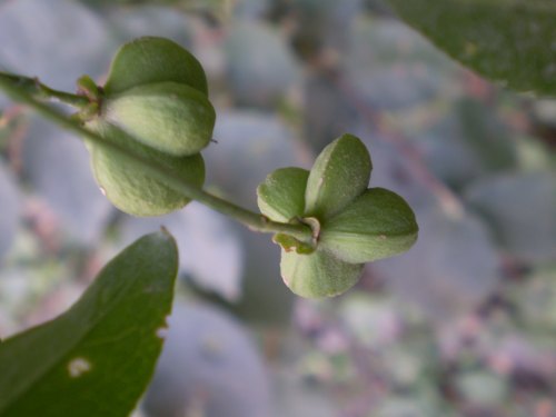 Euonymus europaeus / Fusaria comune, Berretto da prete
