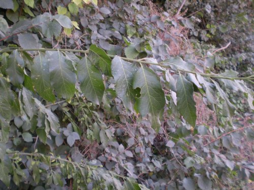 Euonymus europaeus / Fusaria comune, Berretto da prete