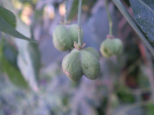 Euonymus europaeus / Fusaria comune, Berretto da prete
