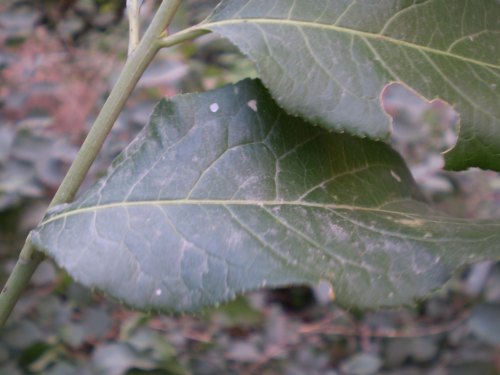 Euonymus europaeus / Fusaria comune, Berretto da prete