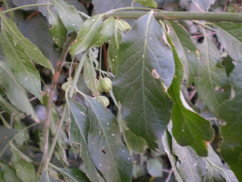 Euonymus europaeus / Fusaria comune, Berretto da prete