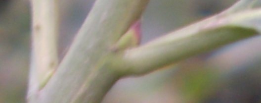 Euonymus europaeus / Fusaria comune, Berretto da prete
