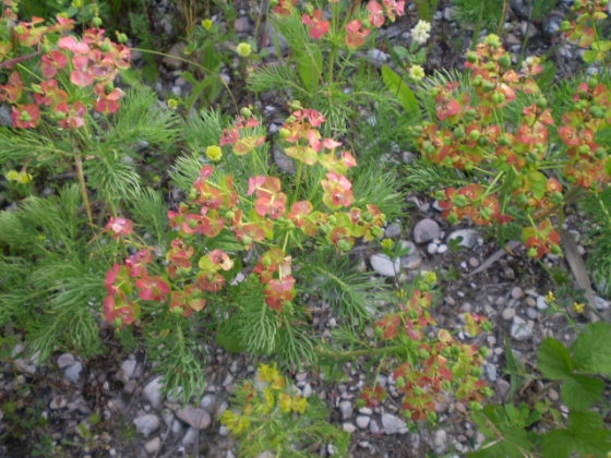 Euphorbia cyparissias / Euforbia cipressina