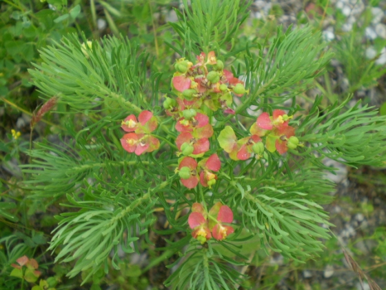 Euphorbia cyparissias / Euforbia cipressina