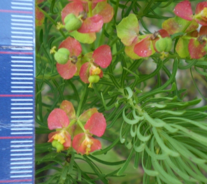 Euphorbia cyparissias / Euforbia cipressina