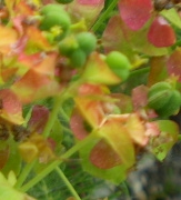 Euphorbia cyparissias / Euforbia cipressina