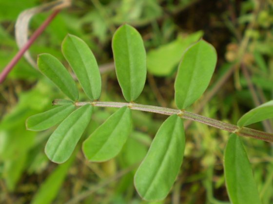 Hippocrepis, securigera o ...?