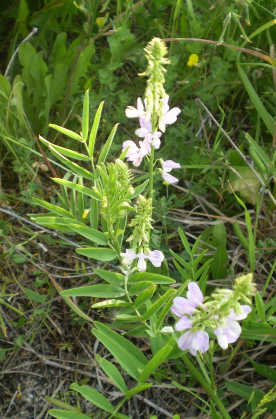 Galega officinalis / Capraggine