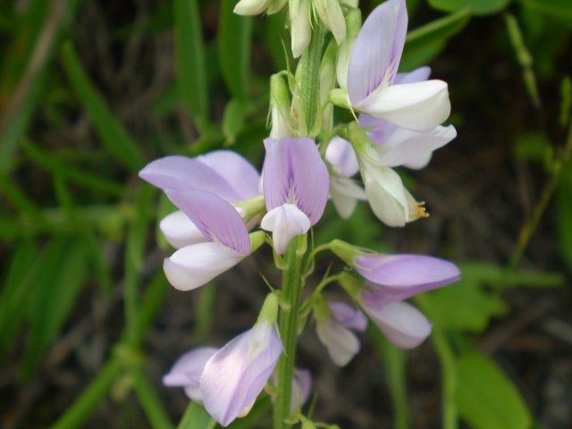 Galega officinalis / Capraggine