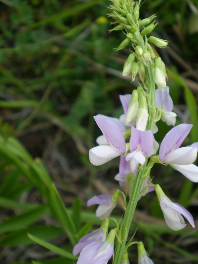 Galega officinalis / Capraggine