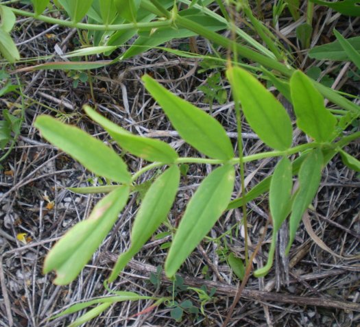 Galega officinalis / Capraggine