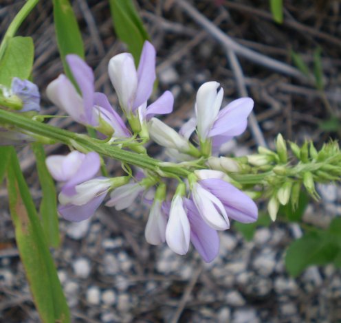 Galega officinalis / Capraggine