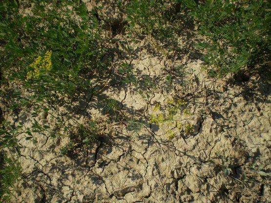 Ridolfia segetum