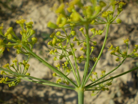 Ridolfia segetum