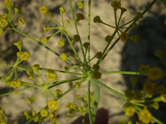Ridolfia segetum
