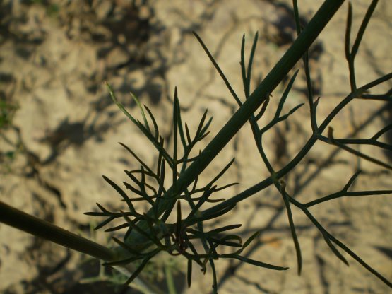 Ridolfia segetum