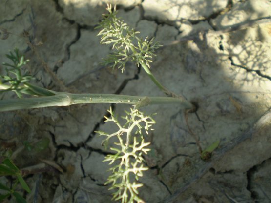 Ridolfia segetum