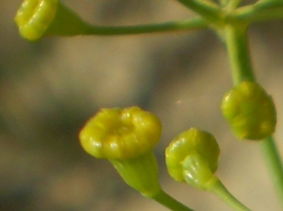 Ridolfia segetum