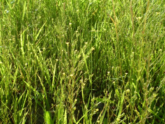Linum strictum