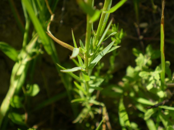 Linum strictum