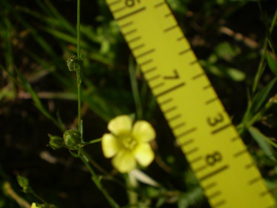 Linum strictum