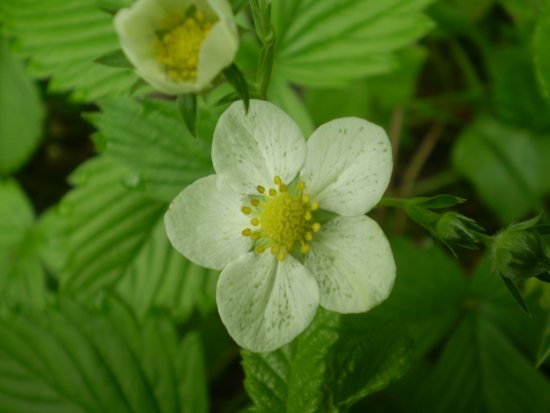 Fragaria?