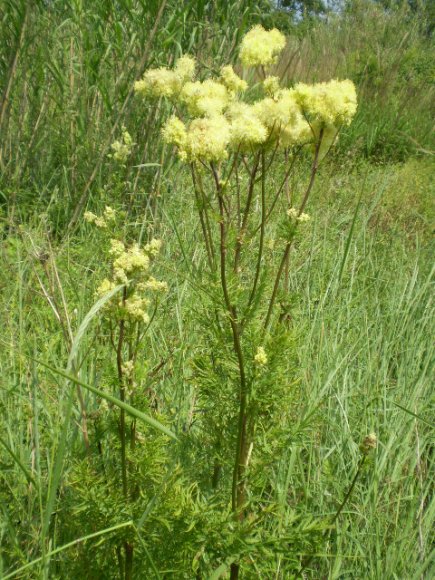 Thalictrum lucidum / Pigamo lucido