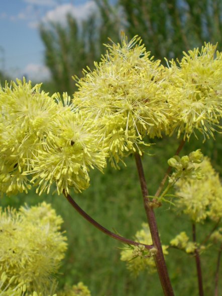 Thalictrum lucidum / Pigamo lucido