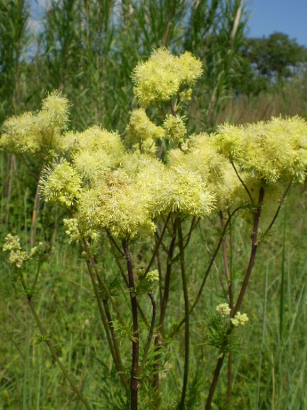 Thalictrum lucidum / Pigamo lucido